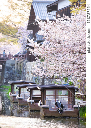 Cherry blossom season in Hachimanbori 2023 118787264