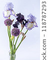 Iris flowers bouquet isolated on background. 118787293