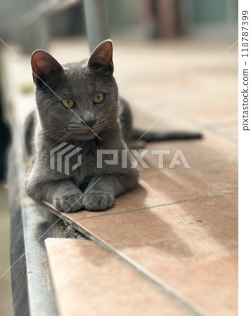 Gray funny shorthair cat lounges on a sunlit ledge, gazing thoughtfully into the distance. Pet, calm and contemplation in a tranquil outdoor setting 118787399