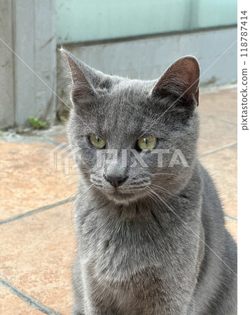 Shorthair grey cat with intense, focused eyes sits calmly on a tiled floor. Cat s sleek fur, quiet confidence and curiosity. Minimalism and simplicity in pet photography. Feline curiosity and 118787414