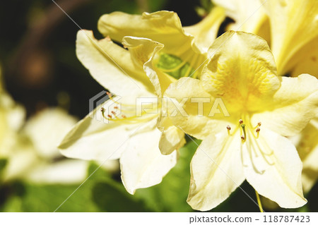 Yellow Renge Azalea in full bloom Yellow Renge Azalea in full bloom 118787423