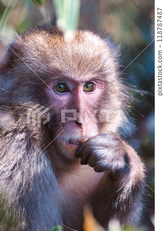 Wild monkey 118787487