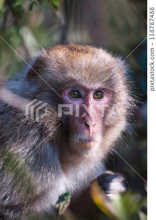 Wild monkey 118787488