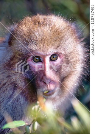 Wild monkey Wild monkey 118787493