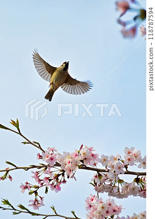 麻雀和櫻花 麻雀和櫻花 118787594