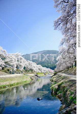 Ugui River (Ayukawa's Thousand Cherry Blossoms) Spring 2023 Ugui River (Ayukawa's Thousand Cherry Blossoms) Spring 2023 118787902