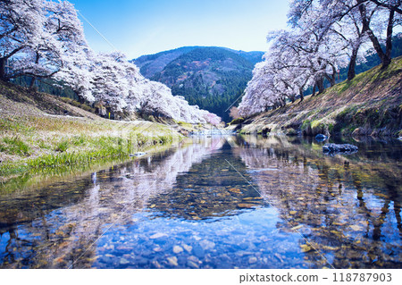 Ugui River (Ayukawa's Thousand Cherry Blossoms) Spring 2023 Ugui River (Ayukawa's Thousand Cherry Blossoms) Spring 2023 118787903