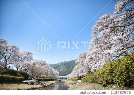 Ugui River (Ayukawa's Thousand Cherry Blossoms) Spring 2023 Ugui River (Ayukawa's Thousand Cherry Blossoms) Spring 2023 118787906