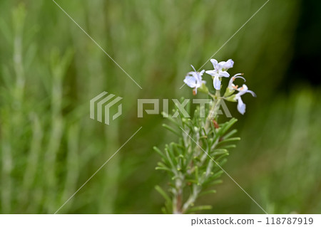 Rosemary Rosemary 118787919