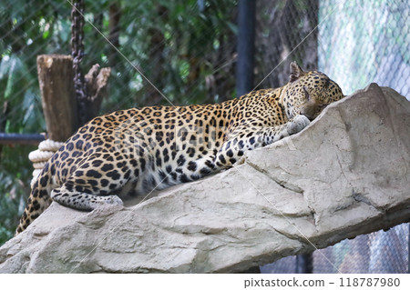 The leopard tiger is fast tiger and rest in zoology The leopard tiger is fast tiger and rest in zoology 118787980