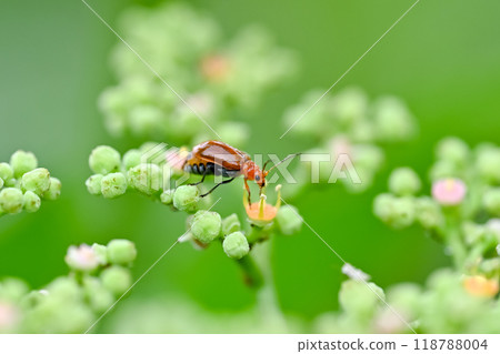 玉米根蟲 118788004