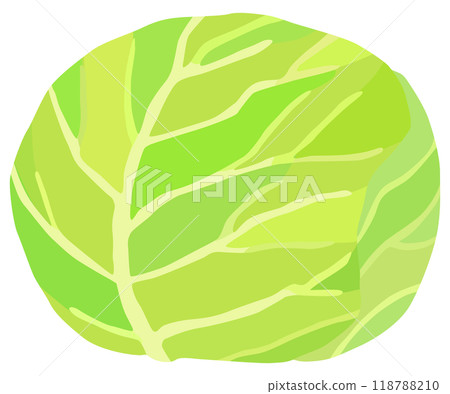 Simple cabbage illustration vector material 118788210