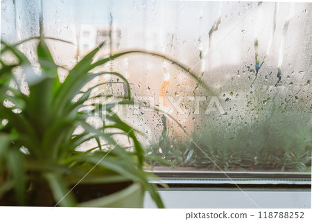 flower pot on windowsill, pineapple, anthurium, near window with moisture evaporation 118788252