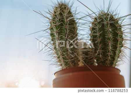 cactus in pot on windowsill cactus in pot on windowsill 118788253
