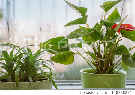 flower pot on windowsill, pineapple, anthurium, near window with moisture evaporation flower pot on windowsill, pineapple, anthurium, near window with moisture evaporation 118788254