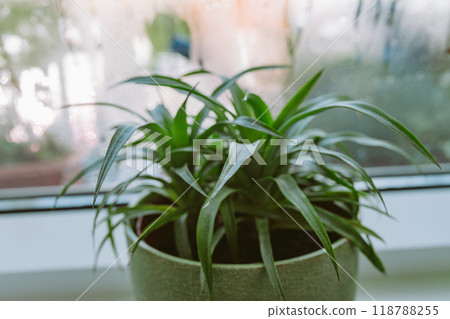 flower pot on windowsill, pineapple, anthurium, near window with moisture evaporation flower pot on windowsill, pineapple, anthurium, near window with moisture evaporation 118788255