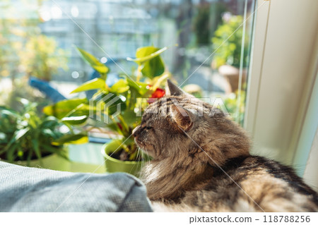 portrait gray fluffy cat near window portrait gray fluffy cat near window 118788256