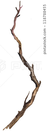 Watercolor brown defoliated tree branch, Rustic or Boho Wedding isolated illustration Watercolor brown defoliated tree branch, Rustic or Boho Wedding isolated illustration 118788455