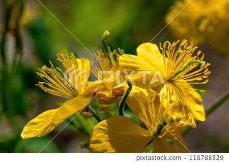 白屈菜盛開的特寫 白屈菜盛開的特寫 118788529