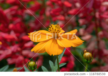 黃色波斯菊在紅色鼠尾草花壇上綻放 黃色波斯菊在紅色鼠尾草花壇上綻放 118788530