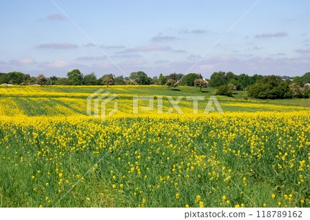 Rapeseed fields panorama. Blooming yellow canola flower meadows. 118789162
