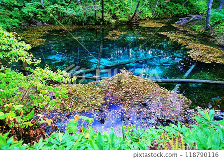 上之子池(北海道清裡町) 上之子池(北海道清裡町) 118790116