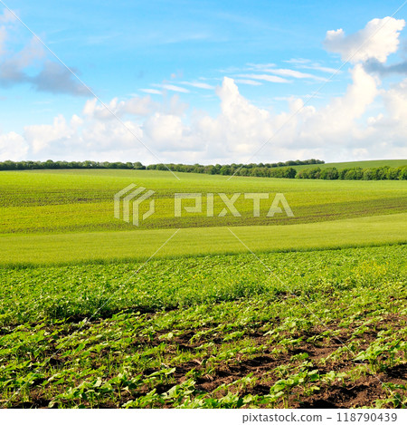 field with young sprouts sunflower and sky with clouds 118790439