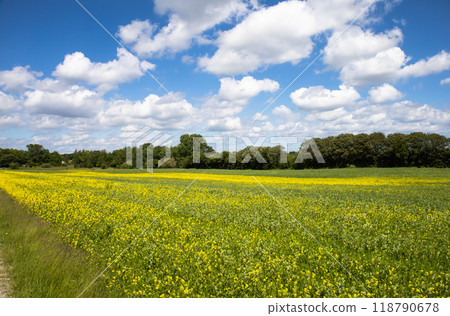 Rapeseed fields panorama. Blooming yellow canola flower meadows. Rapeseed fields panorama. Blooming yellow canola flower meadows. 118790678