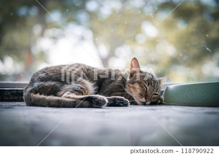 A tabby cat peacefully sleeping indoors near a food bowl, surrounded by a serene outdoor view on a sunny day A tabby cat peacefully sleeping indoors near a food bowl, surrounded by a serene outdoor view on a sunny day 118790922