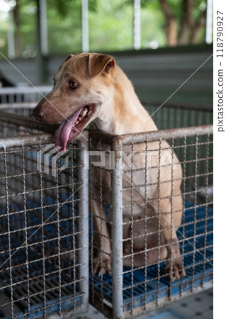 A playful dog awaits adoption in a small animal shelter during the afternoon light, showcasing its friendly demeanor A playful dog awaits adoption in a small animal shelter during the afternoon light, showcasing its friendly demeanor 118790927