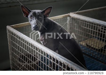 A black dog sitting calmly in a metal kennel at an animal shelter during a quiet afternoon A black dog sitting calmly in a metal kennel at an animal shelter during a quiet afternoon 118790928