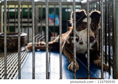 A brown and white dog rests in a cage at an animal shelter during the day, looking through bars with a hopeful expression A brown and white dog rests in a cage at an animal shelter during the day, looking through bars with a hopeful expression 118790930