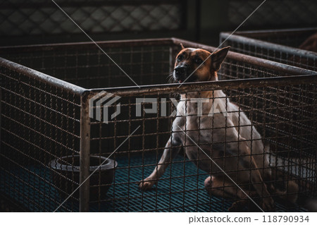 A small dog in a cage at an animal shelter during the daytime, awaiting adoption and a loving home A small dog in a cage at an animal shelter during the daytime, awaiting adoption and a loving home 118790934