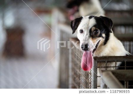 Happy dog with a long tongue resting in a shelter kennel during daylight hours Happy dog with a long tongue resting in a shelter kennel during daylight hours 118790935