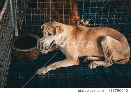 A serene dog rests beside a clay pot in an animal shelter, conveying tranquility in the cage during morning light A serene dog rests beside a clay pot in an animal shelter, conveying tranquility in the cage during morning light 118790940