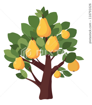 Pear tree. Vector isolated illustration Pear tree. Vector isolated illustration 118791026