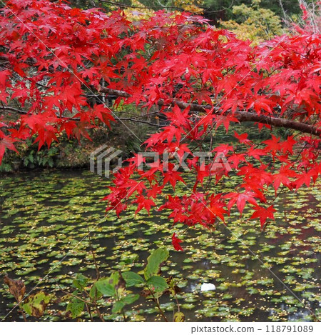 Landscape with autumn leaves 118791089