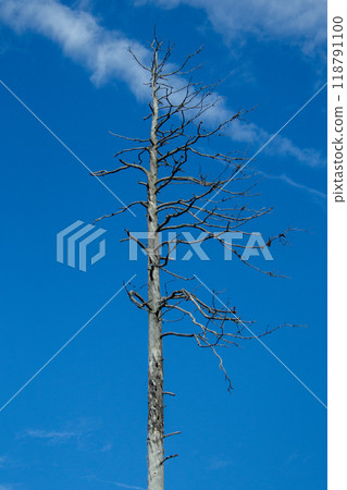 Dried tree reaching up to blue sky Dried tree reaching up to blue sky 118791100