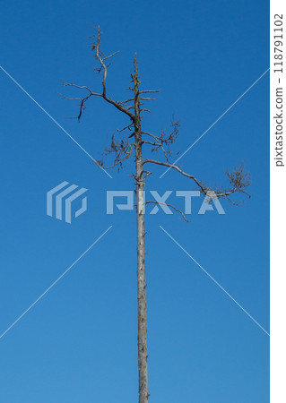 Tall barren tree against blue sky as climate symbol 118791102
