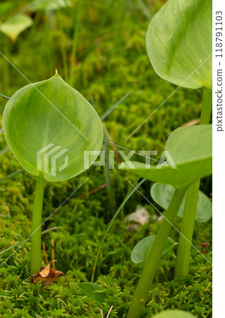 Close up of green leaves in nature Close up of green leaves in nature 118791103
