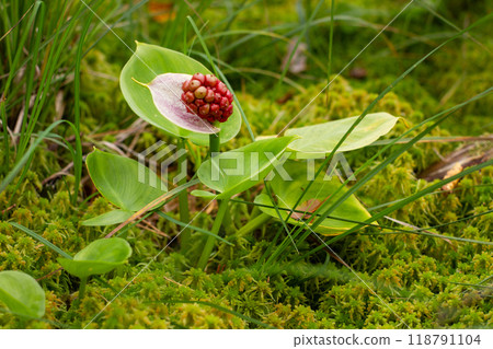 Close up of green leaves in nature Close up of green leaves in nature 118791104