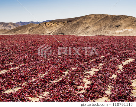 Stunning landscape with red chili for drying on field in Nazca highlands, Peru 118791113