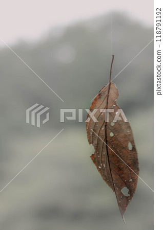 枯葉掛在蜘蛛線上 118791192