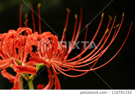 黑色背景中的紅色簇孤挺花 黑色背景中的紅色簇孤挺花 118791193