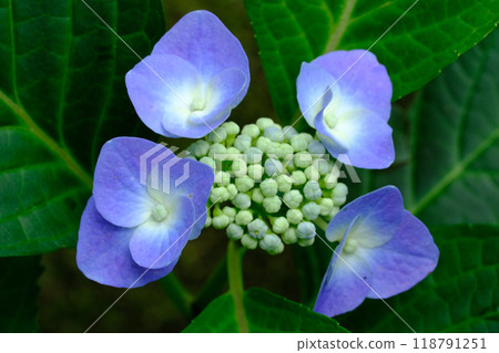 紫色繡球花 118791251