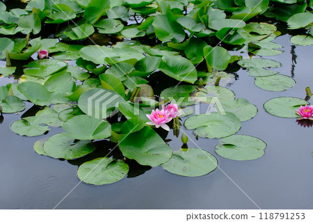 觀修寺池塘裡盛開的睡蓮 118791253