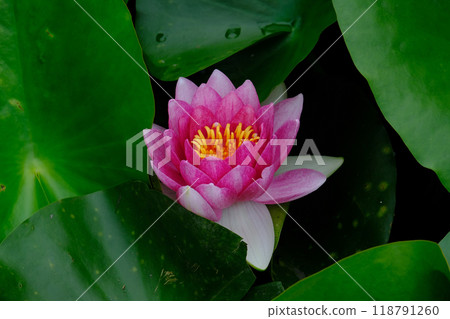 睡蓮鮮花 睡蓮鮮花 118791260