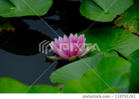 睡蓮鮮花 118791261