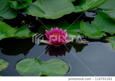 睡蓮鮮花 睡蓮鮮花 118791262