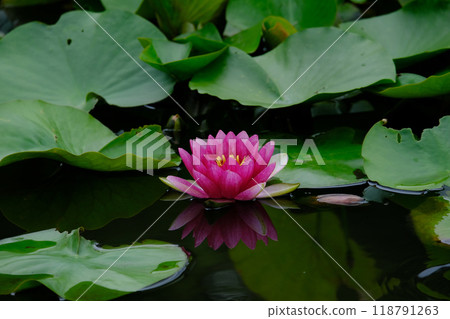 睡蓮鮮花 睡蓮鮮花 118791263